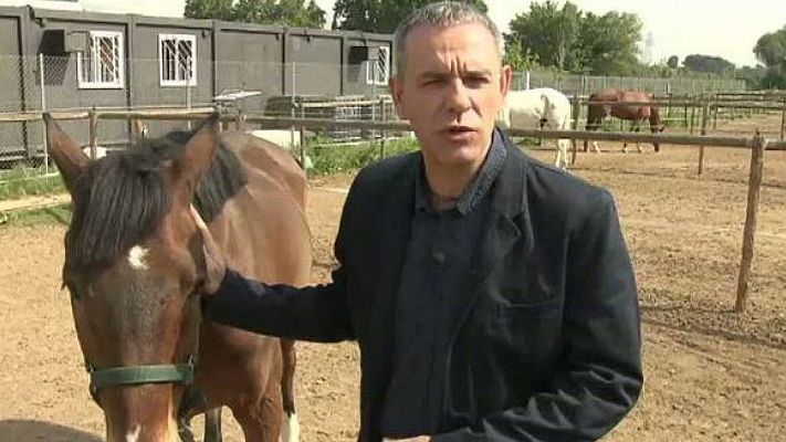 El escarabajo verde - Un caballo llamado hombre - Avance