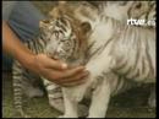  - Cachorros peculiares