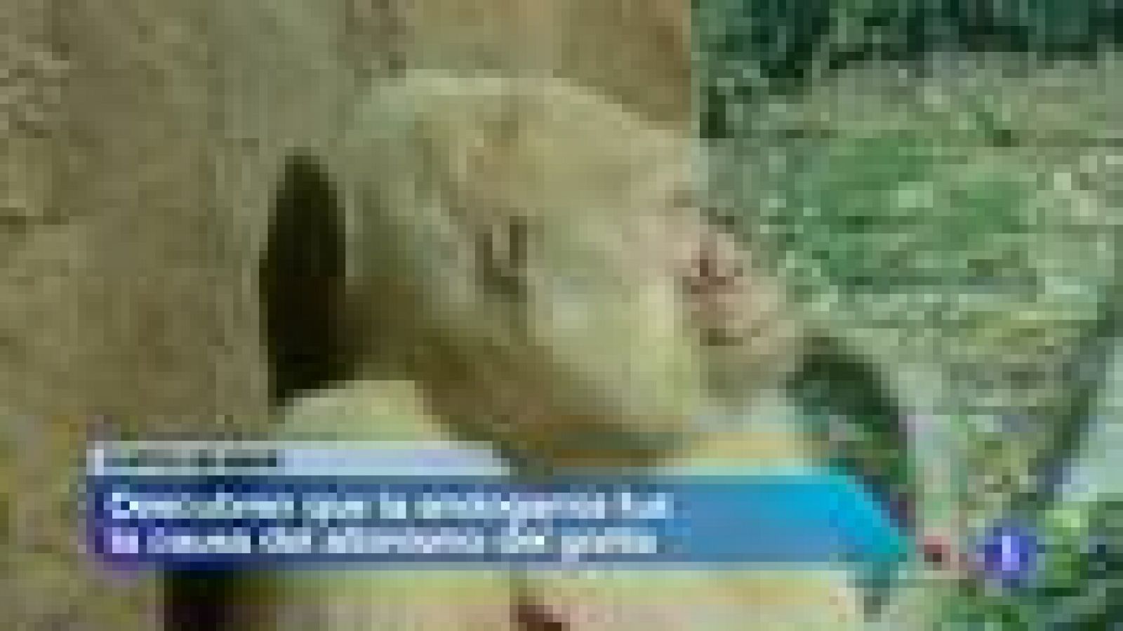 Telediario 1: Por qué Copito de Nieve era albino | RTVE Play