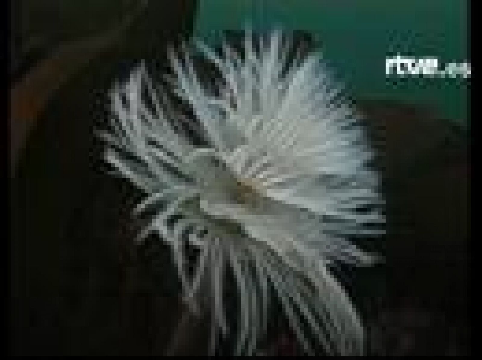 Sin programa: Bosques de coral en Galicia | RTVE Play