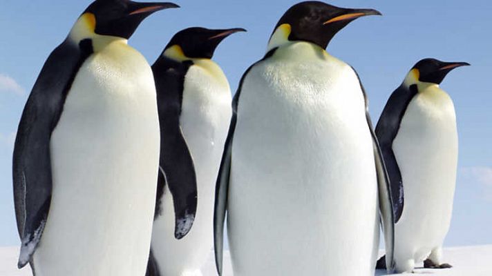 Pingüinos, la vida salvaje de la Antártida