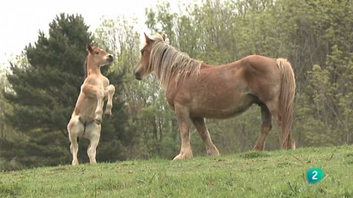 Un caballo llamado Hombre