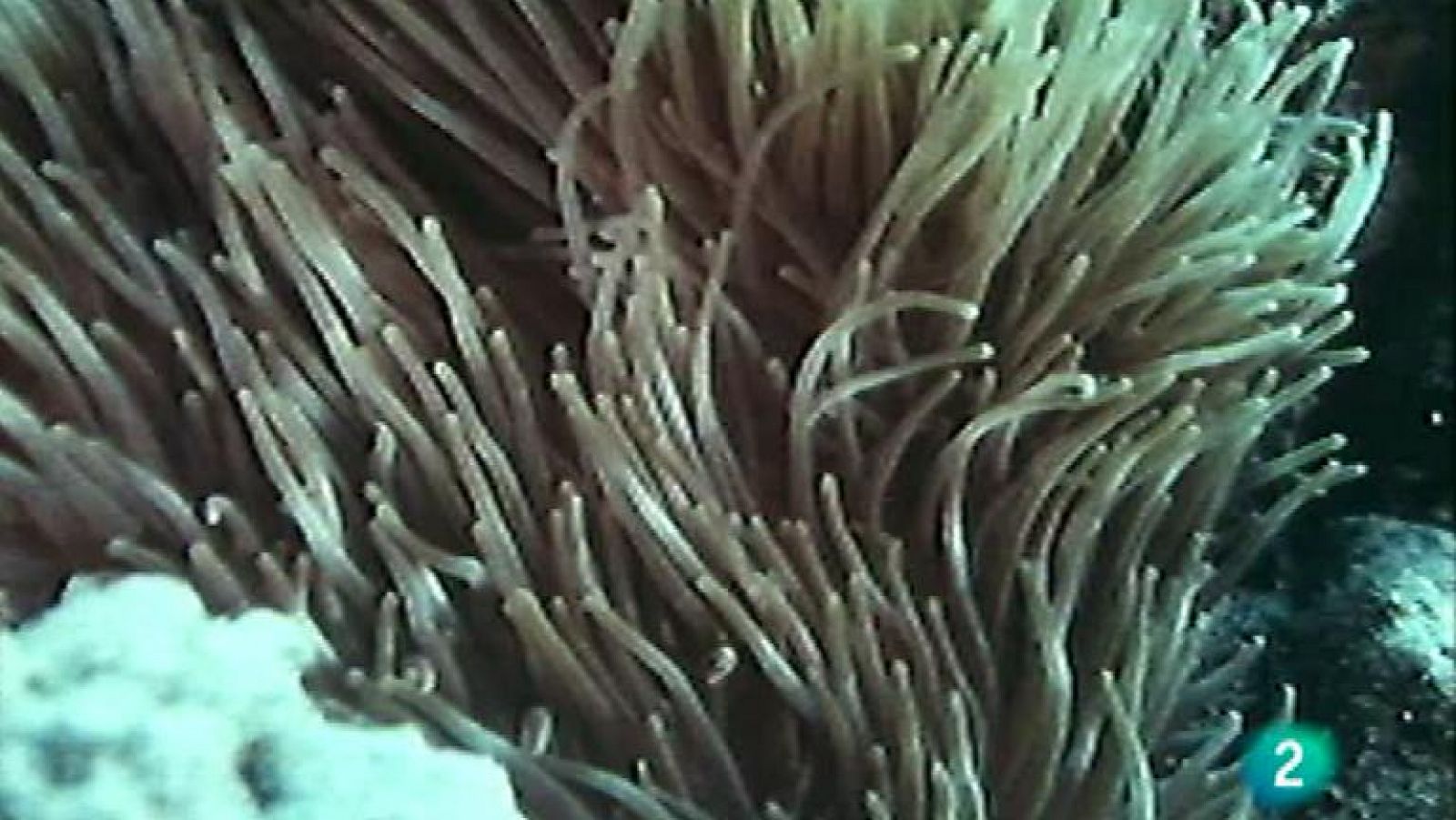 El arrecife de coral - Los primeros pobladores - Ver ahora