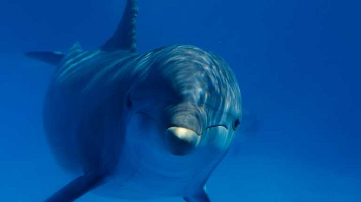 Telediario 1 - Día mundial de los océanos