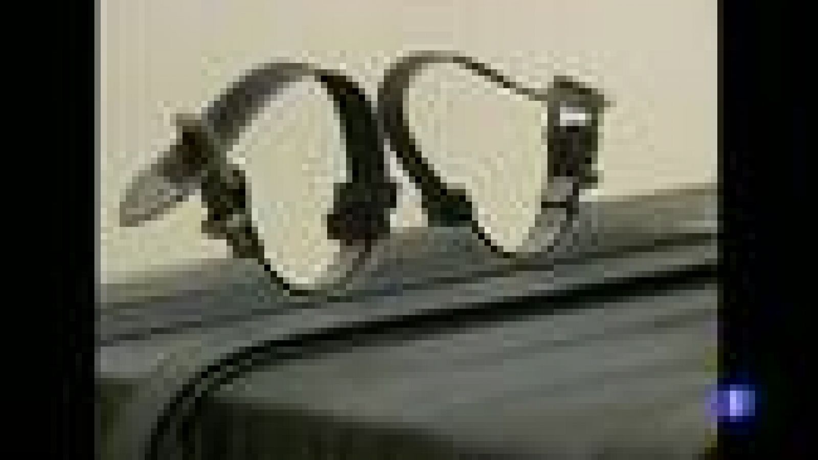 Quinto Congreso contra la Pena de Muerte en Madrid