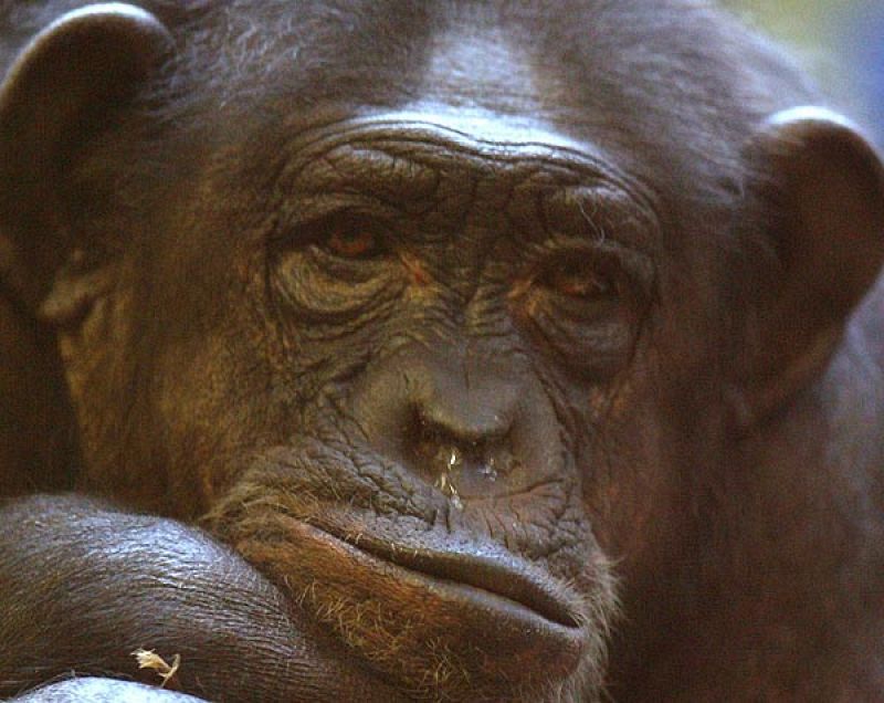  El Congreso aprueba que los  grandes simios tengan derechos humanos