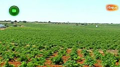 Agrosfera - En clave rural - El Toboso