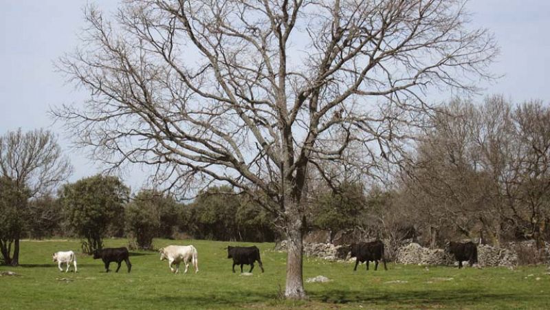 Guadarrama es el decimoquinto parque nacional de España