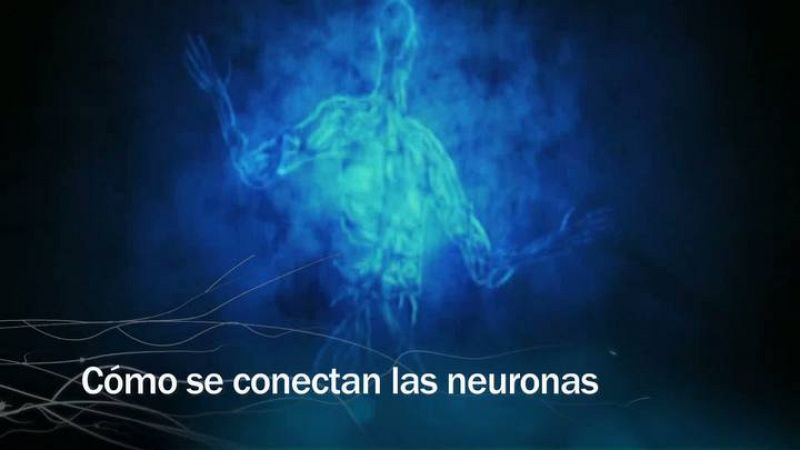 Redes - Cómo se conectan las neuronas - avance