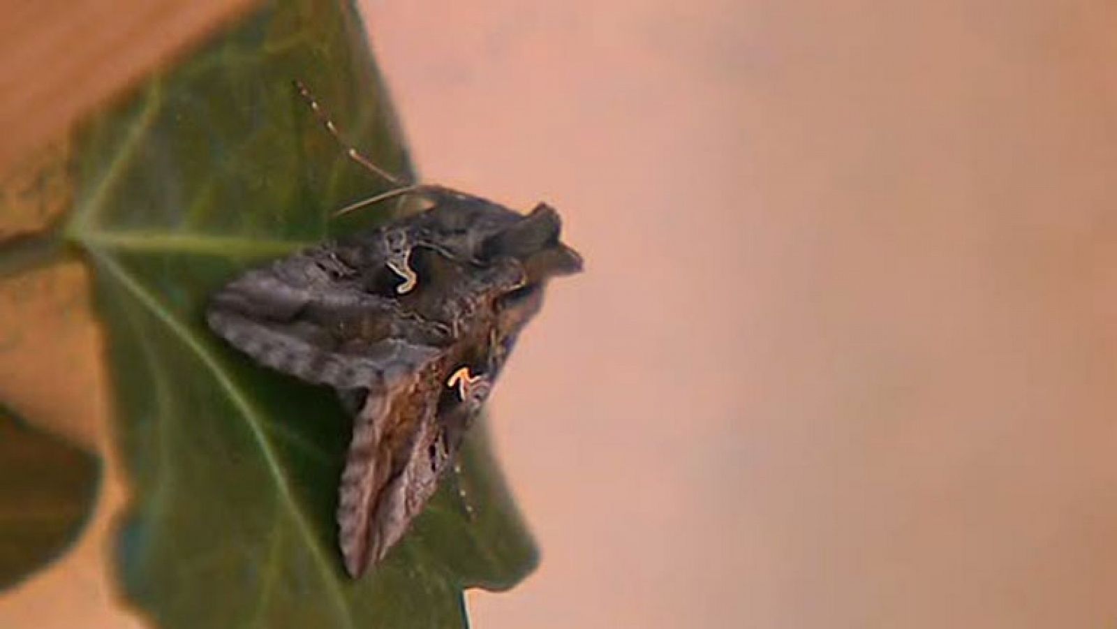 Las polillas proliferan