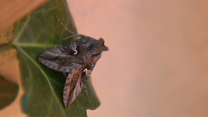 Telediario 1 - Proliferan las polillas