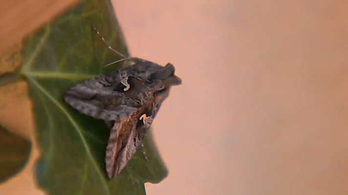 Telediario 1 - Proliferan las polillas