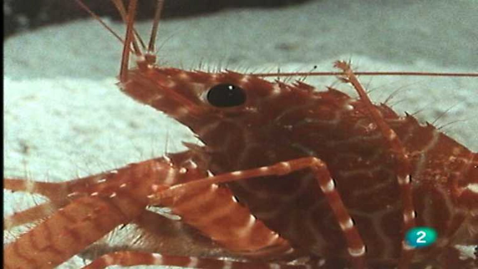 El arrecife de coral - Los crustáceos - Ver ahora