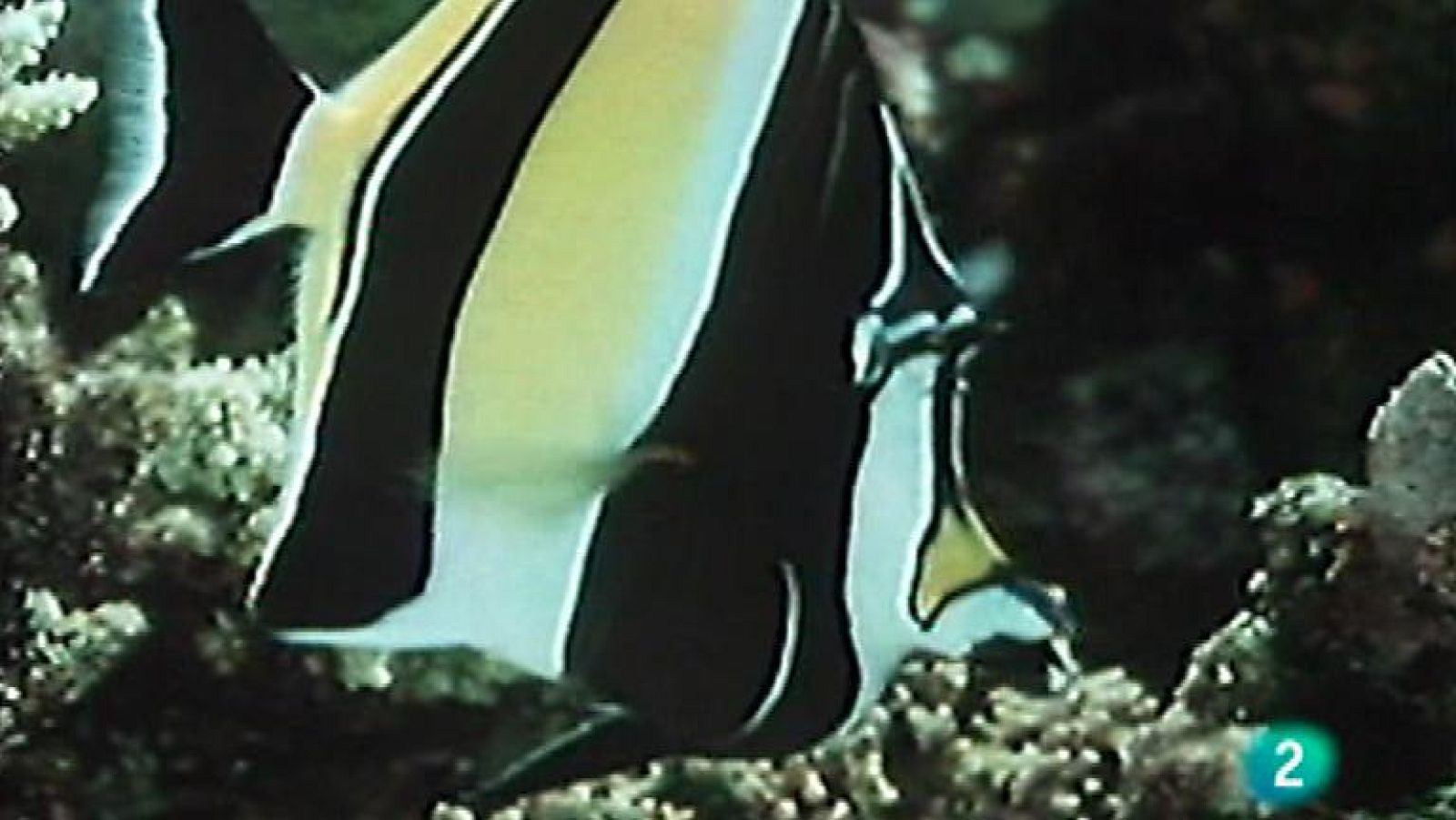 El arrecife de coral - Las joyas del arrecife - ver ahora