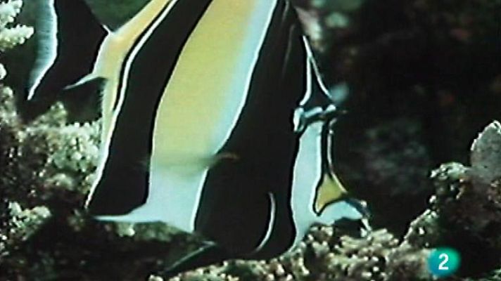 El arrecife de coral - Las joyas del arrecife