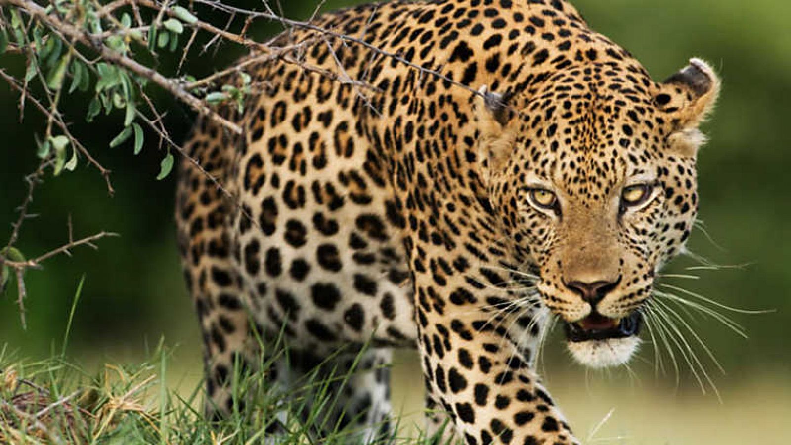 Grandes documentales - La reina leopardo