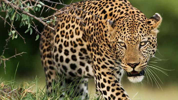 La reina leopardo