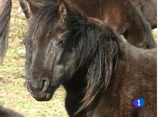 Panorama Regional - Asturias en 2' - 20/06/13
