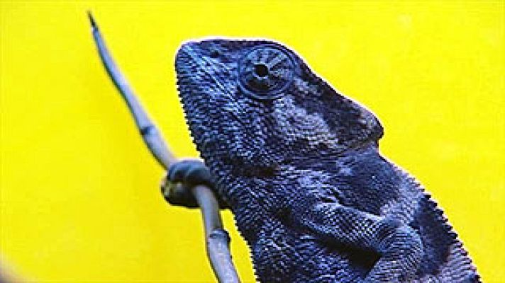 Universo UNED - Conocimiento Abierto Bioinspirado.