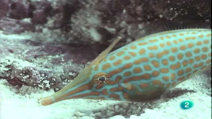 El arrecife de coral - Los otros peces