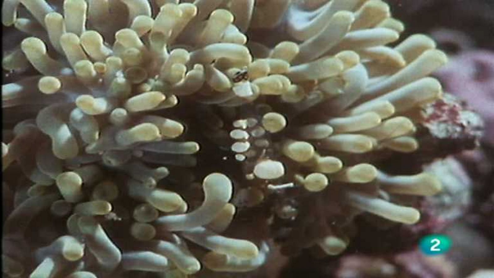 El arrecife de coral - Negocios mixtos