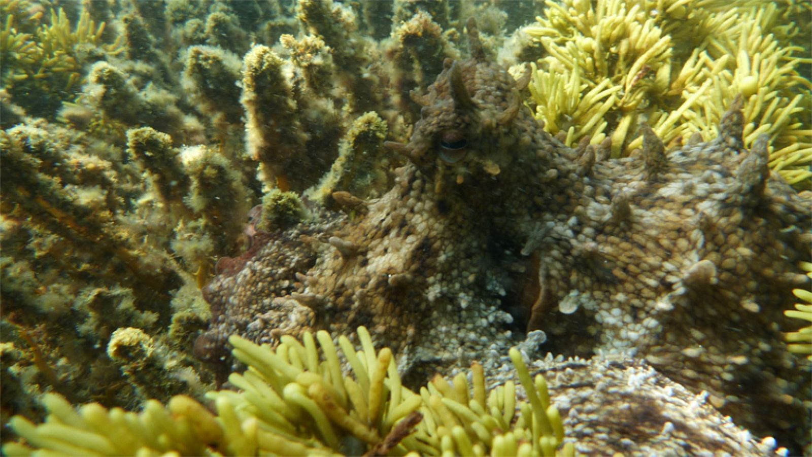 Sorpresas submarinas, por David Gallo - Buenas ideas TED | Ver