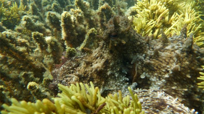 Buenas ideas TED - Sorpresas submarinas