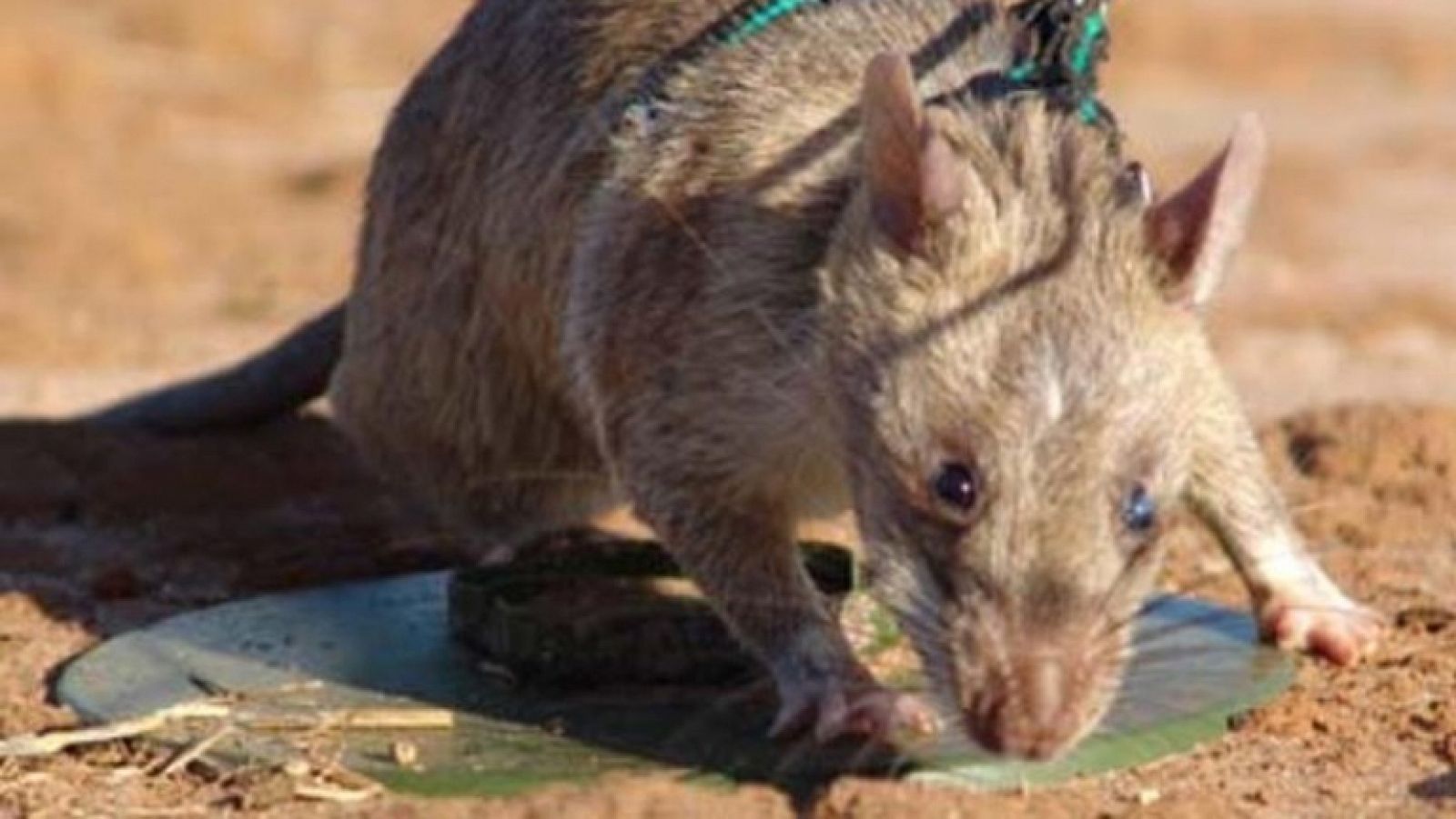 Cómo enseñé a las ratas a encontrar las minas terrestres olfateando, por Bart Weetjens - Buenas ideas TED | Ver