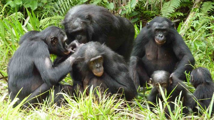 Del bonobo para el ser humano
