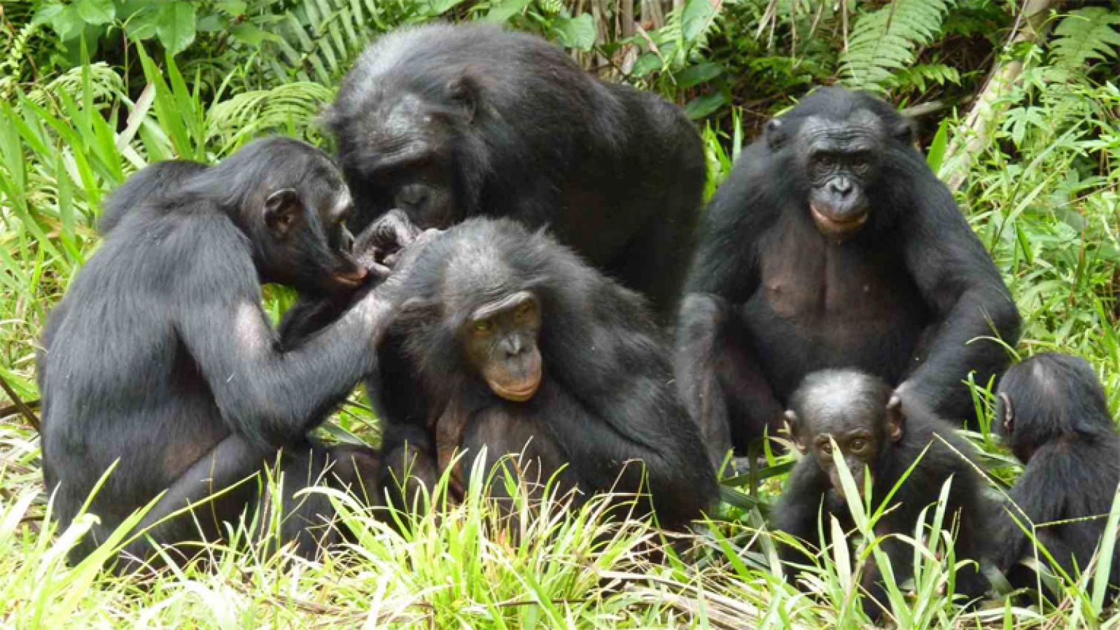 El juego, regalo evolutivo, del bonobo para el ser humano, por Isabel Behncke