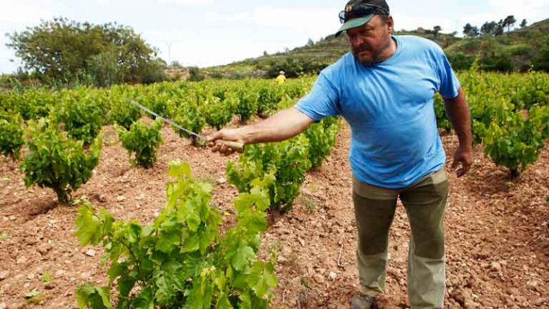 Los grandes cultivos permanentes españoles se considerarán ecológicos y no perderán ayudas europeas