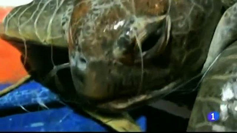 Un joven de Costa Rica muere tras defender a las tortugas, en grave peligro de extinción 