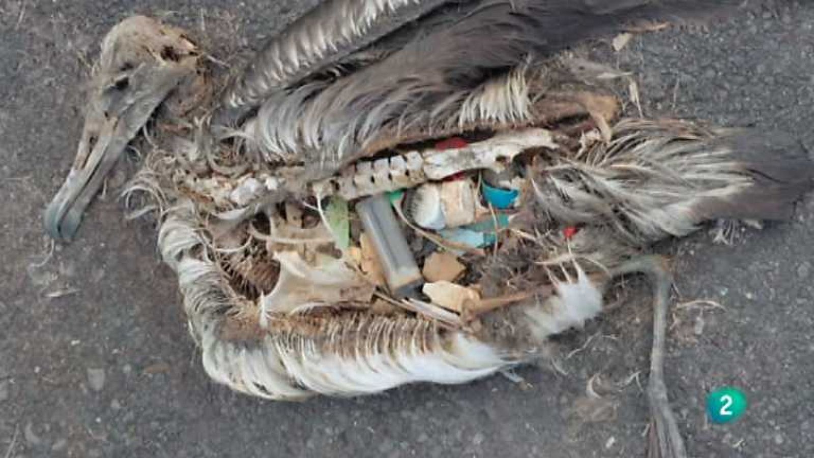 Resultado de imagen de plastico en el mar animales