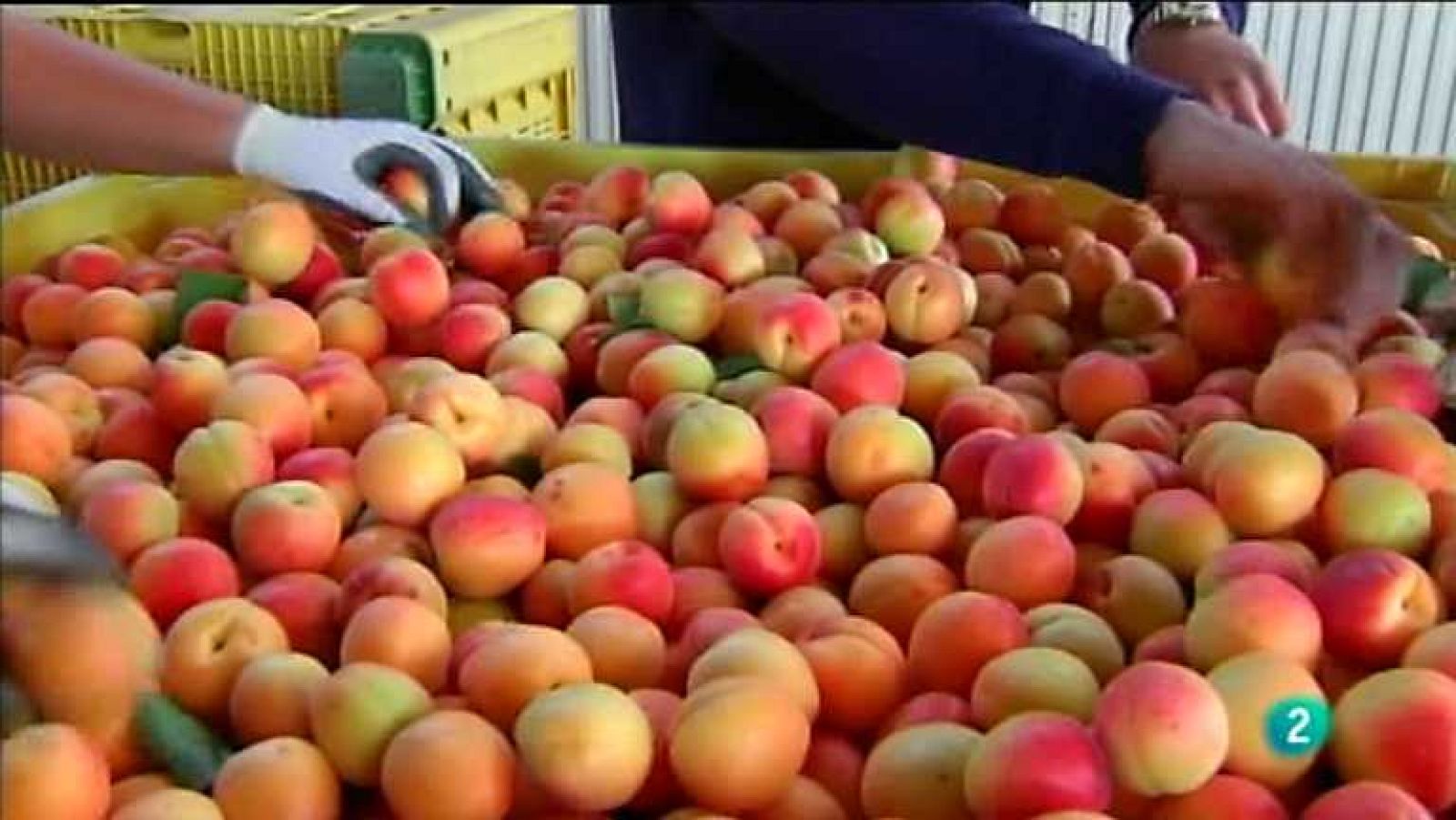 Agrosfera - 29/06/13 - Ver ahora