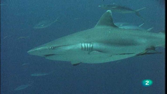 El arrecife de coral - Región fronteriza