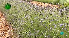Agosfera - Laboratorio de ideas - Plantas aromáticas