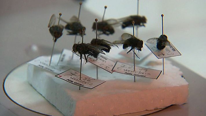 Telediario 1 - El ADN de un insecto puede ser la clave para la resolución de un crimen