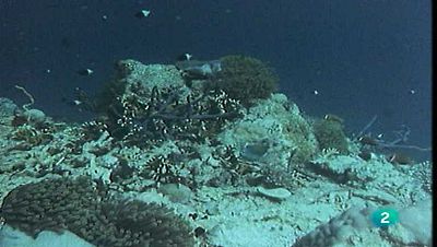 Los arrecifes emergen