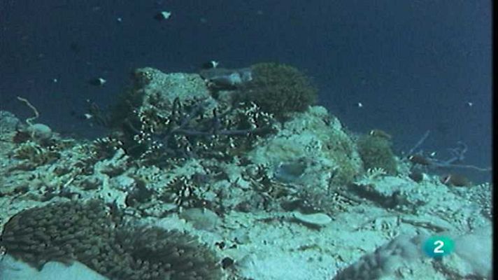 El arrecife de coral - Los arrecifes emergen