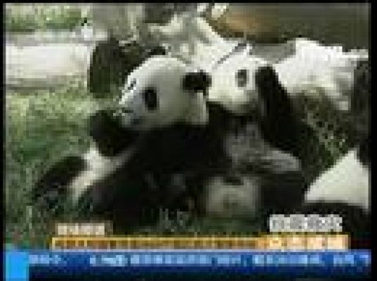 Diez pandas chinos evacuados