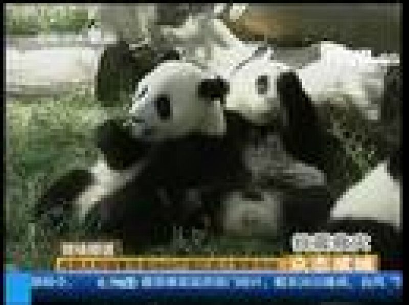 Pandas en un hogar mejor