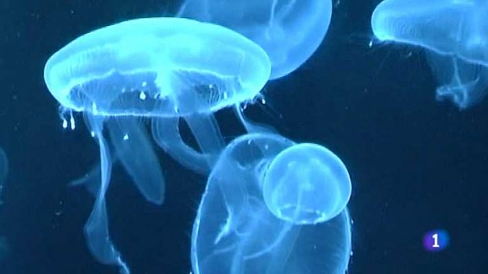 Alerta medusa