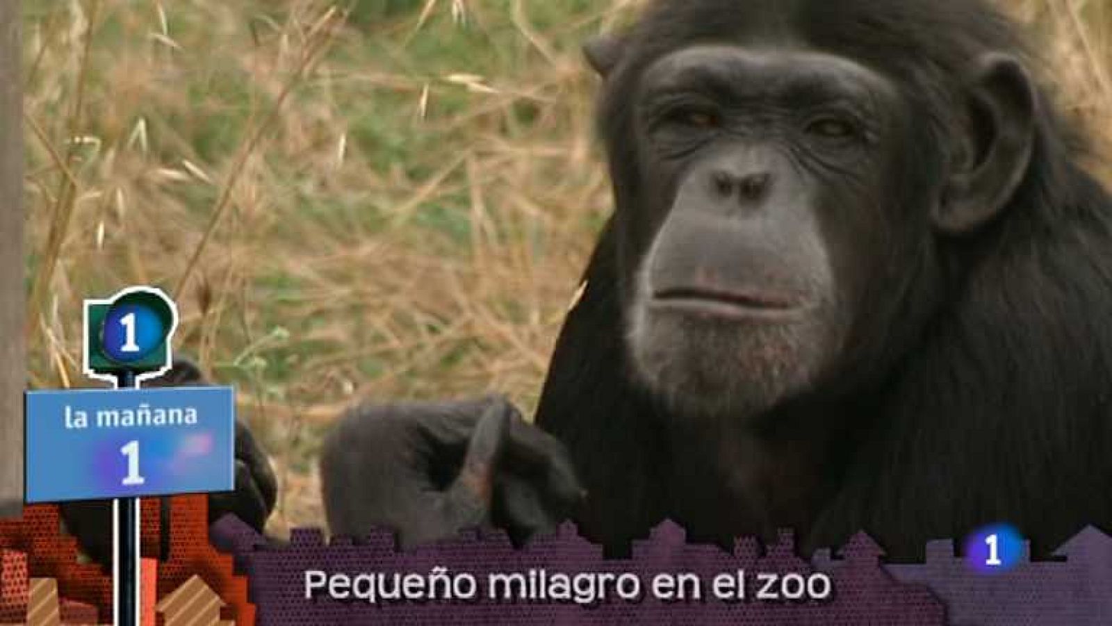 Lo que hay que ver - 13/07/13 - Ver ahora