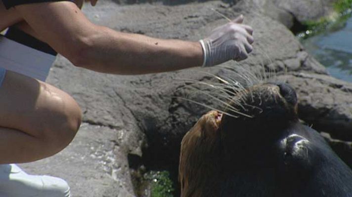 Telediario 1 - Leones marinos en la Armada