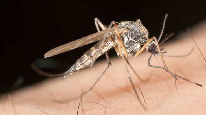 España Directo- ¿Qué comen los mosquitos?