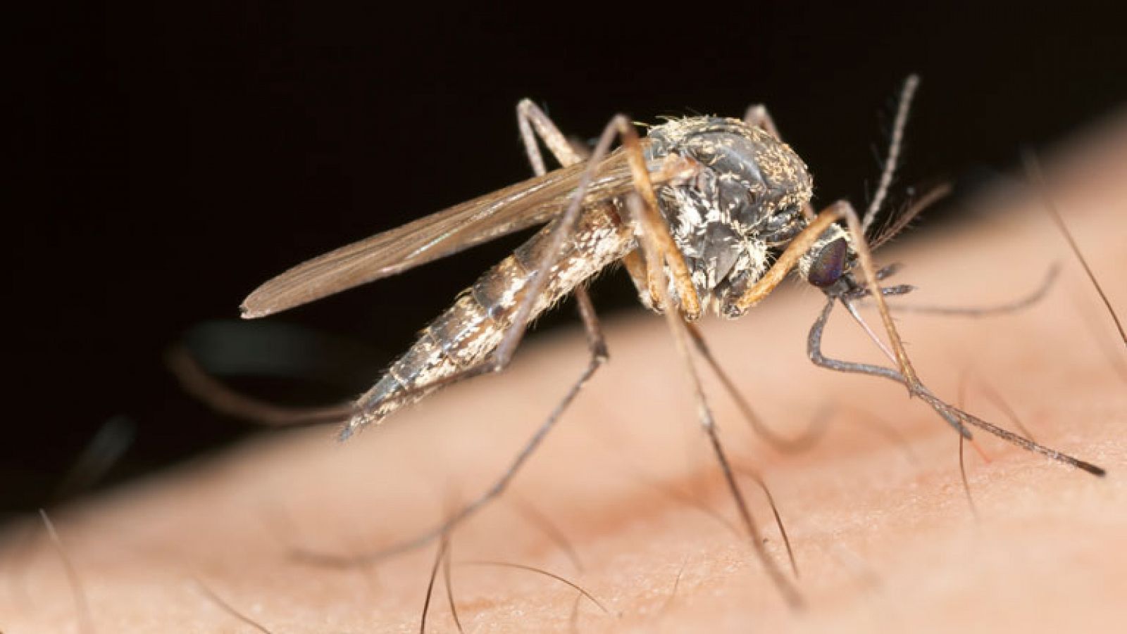 España Directo- ¿Qué comen los mosquitos? - España Directo | Ver