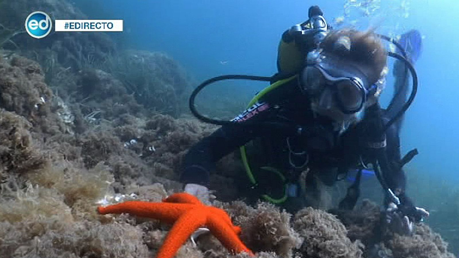 España Directo- España Directo se sumerge en las profundidades marinas | Ver