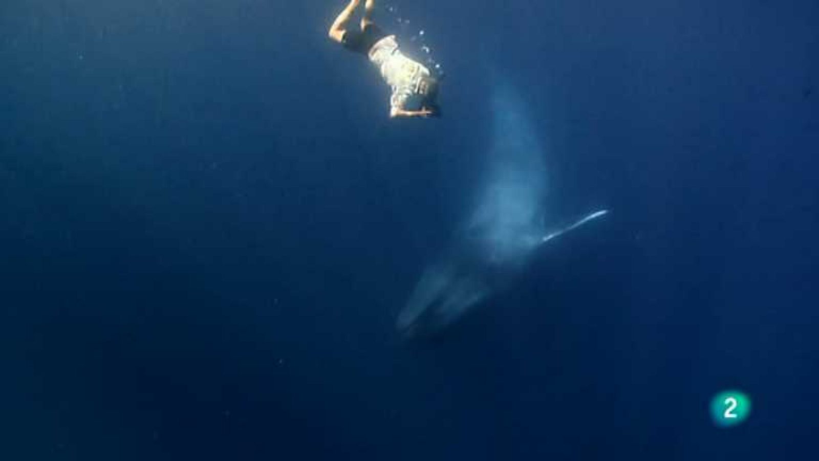 Grandes documentales - El reino del rorcual azul - Ver ahora