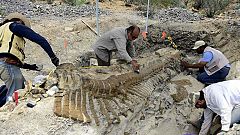 Hallan la cola articulada de un hadrosaurio en México