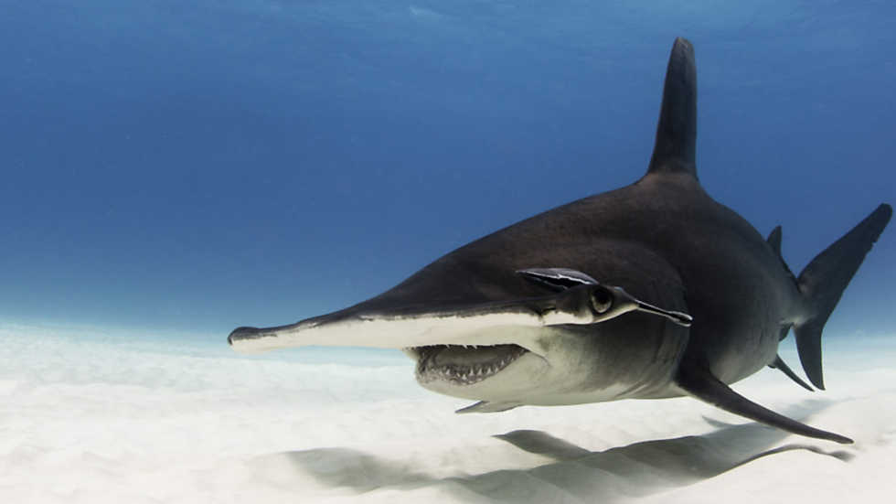 Grandes documentales - La autopista del tiburón martillo - RTVE.es